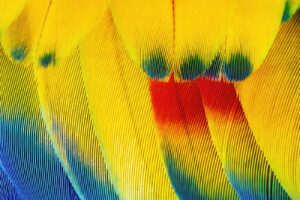 A close up of a colorful bird's feathers